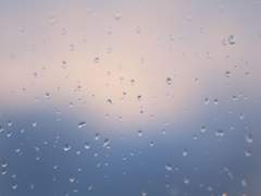 連理枝(연리지)