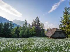 [???] 복귀일 아침의 이야기