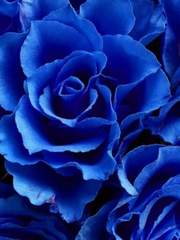 그에게 배구란?_완