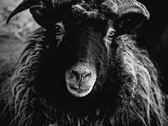 다만 惡에서 구원하소서.