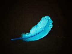 [영7]The Blue Bird Princess