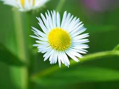 [단편] 계란꽃 추천 W.까마귀