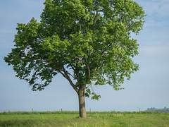 수호목 이야기 上 (봄,여름)