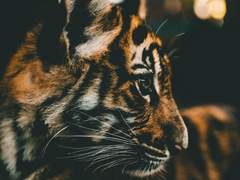 냥줍해온 아기 호랑이 부생이 3