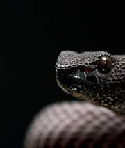 다만 악에서 구하소서