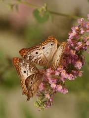 거미줄에 걸린 나비