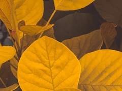 D. S의 인생사 (2)