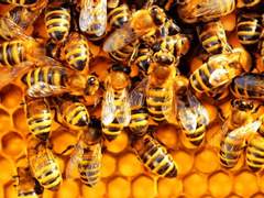 크렉트윅-Chicken Game