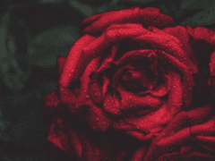 카마인 / 28 / Male