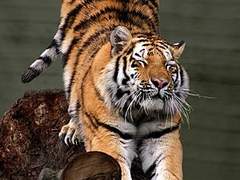 쉿! 호랑신이 듣고 계셔