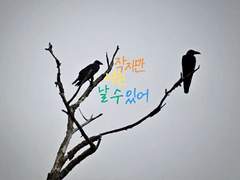 [글씨] 히나타 쇼요