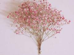 벚꽃 다섯 송이