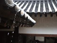 [국민] 여우색시. 6