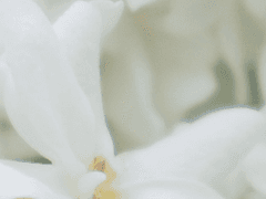 ነልሠልጠቿ ጠጎዐ