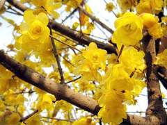 The blooming winter heart.