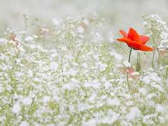 {트럼프} Episode. 망각 / [오르간 연주]