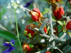 Color balance adjustments