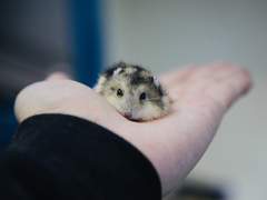 고양이 쥐 생각