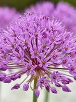 [커뮤] 여명의 기로 Log