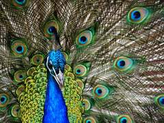 사육사 윤호 x 공작 성화 썰 上