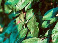 남겨진 사람의,