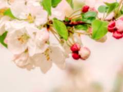 [아유슈이] 어떤 연가