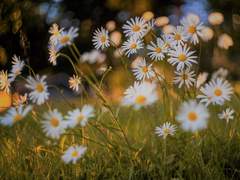 [리노] My Soul Diary