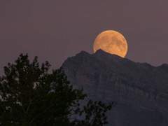 [됴리] 비와같다(如雨)