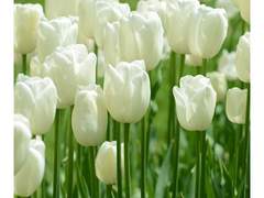 전하고 싶은 말