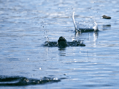 [천월애] 사계 中 여름