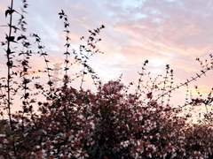 혐스일 전력 [클리셰]