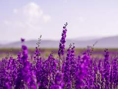 나에게 ----이란,