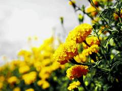 [현제유진] 꽃을 던져주세요