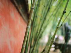 [중연여휘] 백일몽 白日夢