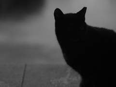 맡길 임 (任) 빛날 환 (奐) 밝을 희 (熹)