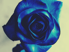 [자캐] Nieta Lecher