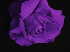 [하이큐 드림]제비꽃과 빨간 장미 -6 完- 전체연령