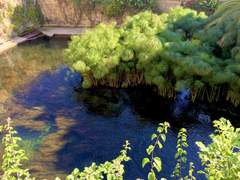 [마피아 3부작] 아레투사의 샘