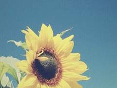 [오도나루] 해바라기 장송곡