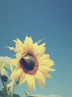 해바라기 장송곡[오도나루]