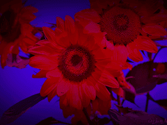 달빛은 태양의 광휘에 메말라 사그라들었다.