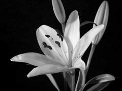 지독하리만치 상냥한 이에게