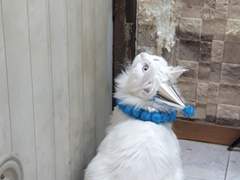 우리집 아기 고양이