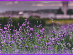 Alpine Lavender