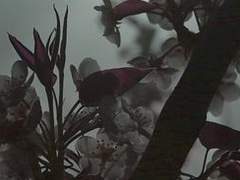 무릉도원에 피는 꽃은,