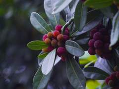 죽음은, 삶을 아는 인간만이 가질 수 있는 욕망입니다.