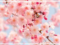 이 세상을 사랑한 린의 발자취를 따라