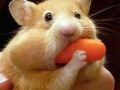 [진총] 햄스터대장 찌니