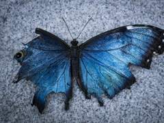 𝑭𝑳𝑶𝑹𝑬𝑨𝑻 𝑨𝑹𝑩𝑶𝑹