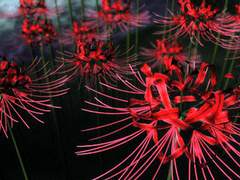 [煙霧] 사계(四季).